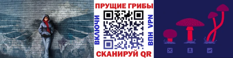 Псилоцибиновые грибы Psilocybe  где продают наркотики  мега   Павлово 